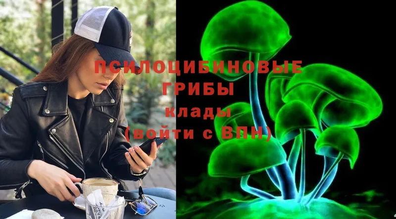 где найти   Курчалой  Псилоцибиновые грибы Psilocybe 